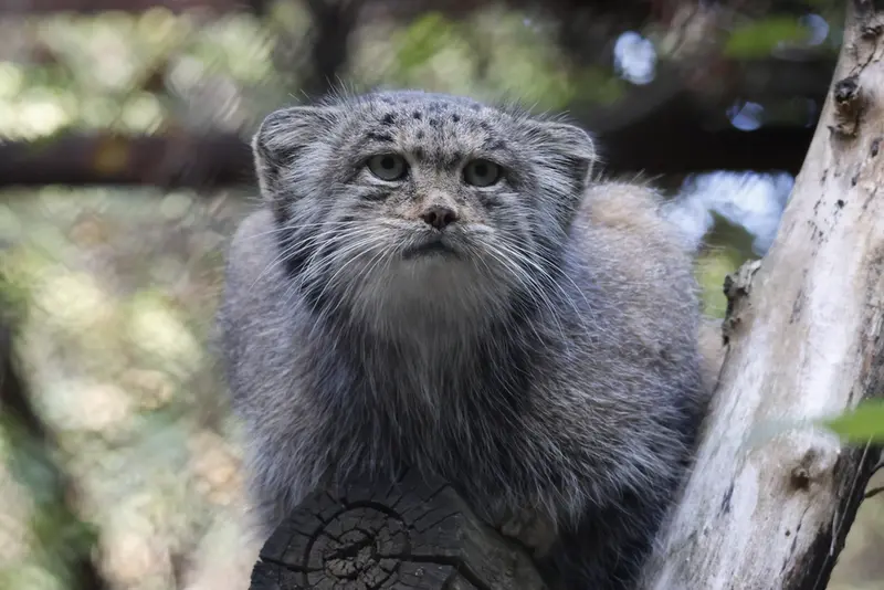 A photograph of Mia in Novosibirsk Zoo