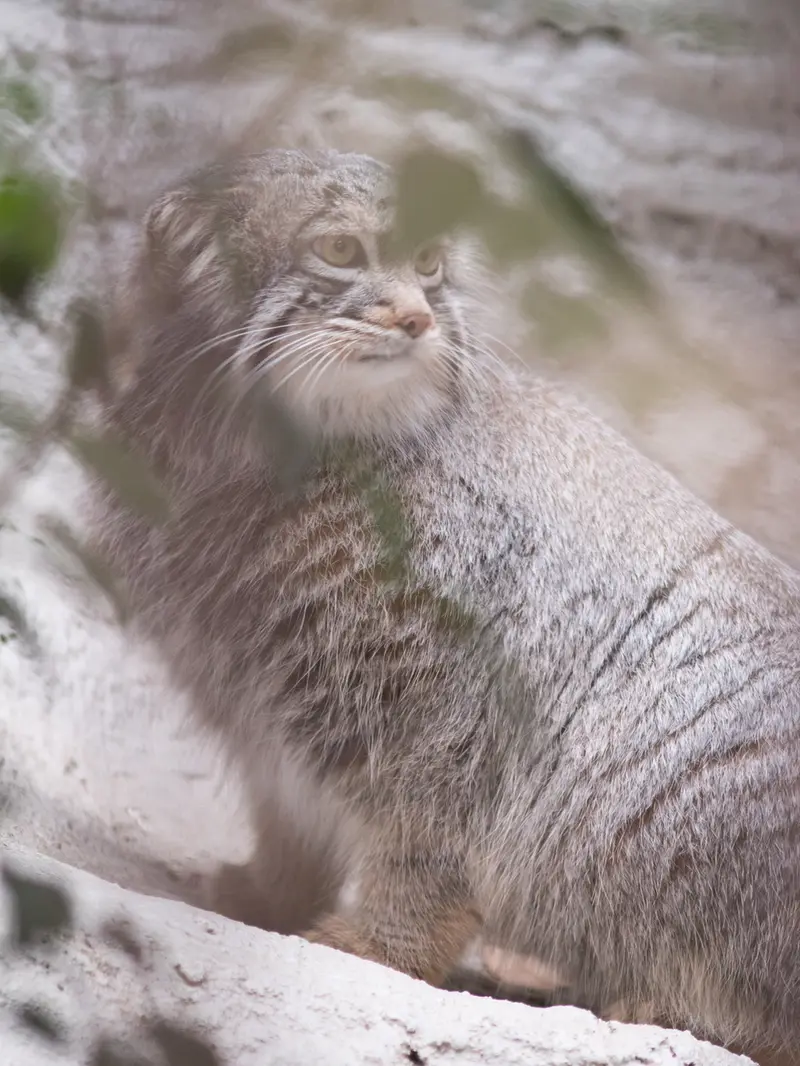A photograph of Figa in Nogeyama Zoo