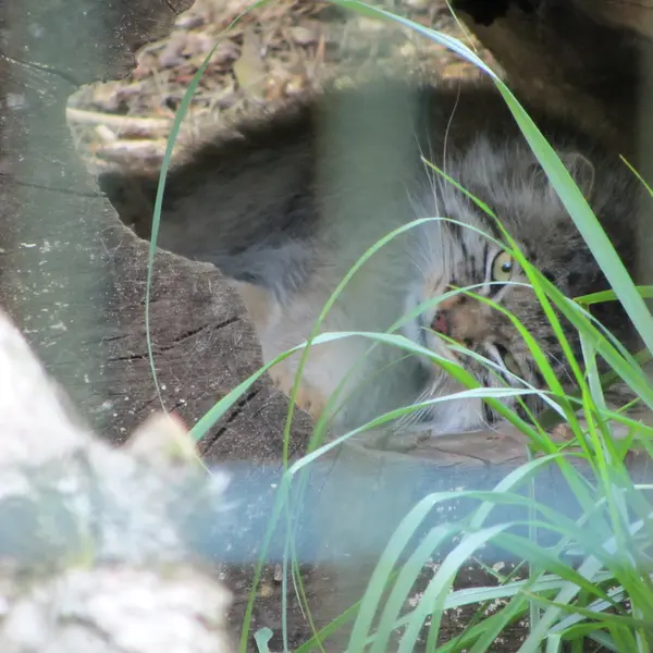 A photograph of Manni in Dessau Zoo