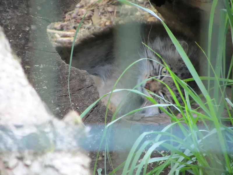 A photograph of Manni in Dessau Zoo