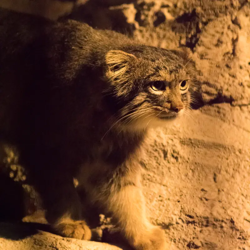 A photograph of Figa in Nogeyama Zoo