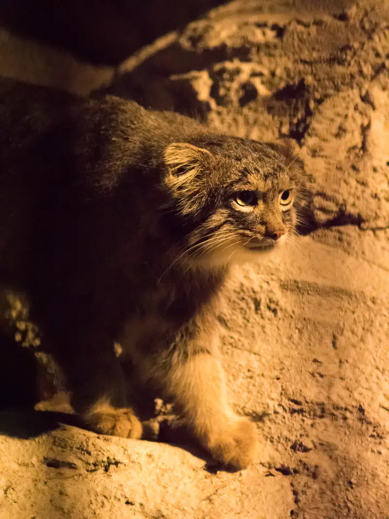 A photograph of Figa in Nogeyama Zoo