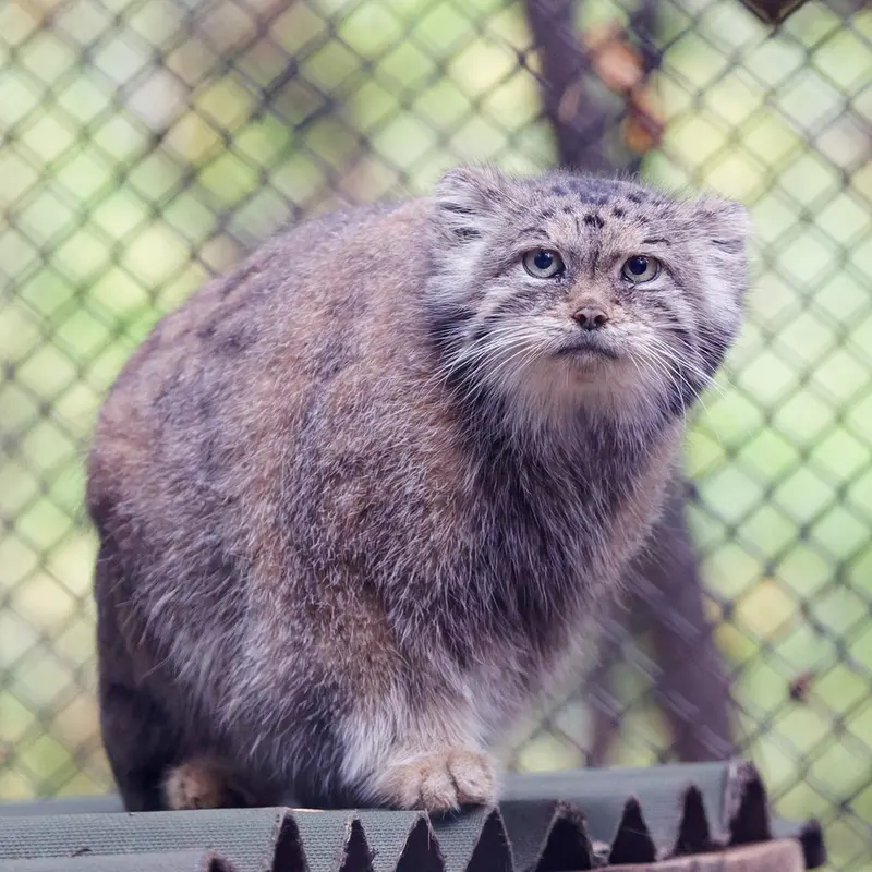 A photograph of Lastochka in Novosibirsk Zoo
