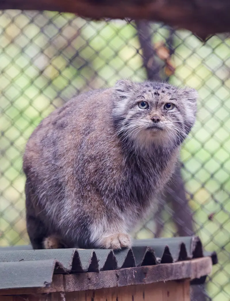 A photograph of Lastochka in Novosibirsk Zoo