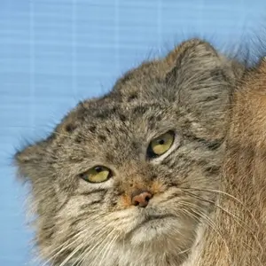 A photograph of Khan in Leningrad zoo