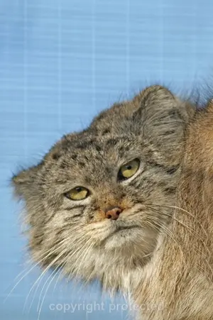 A photograph of Khan in Leningrad zoo