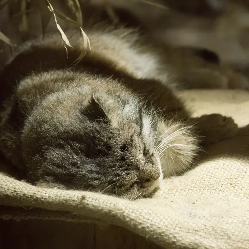 A photograph of Klyon in Ueno Zoological Gardens
