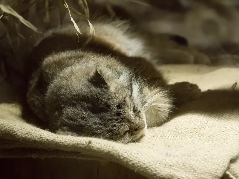 A photograph of Klyon in Ueno Zoological Gardens