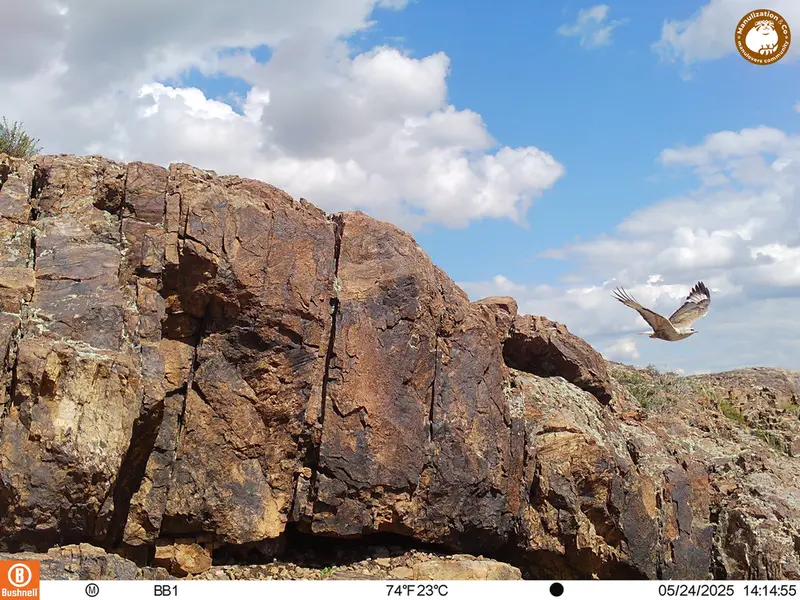 A photograph of Long-legged buzzard from Aktas-Kunkora [new] camera trap