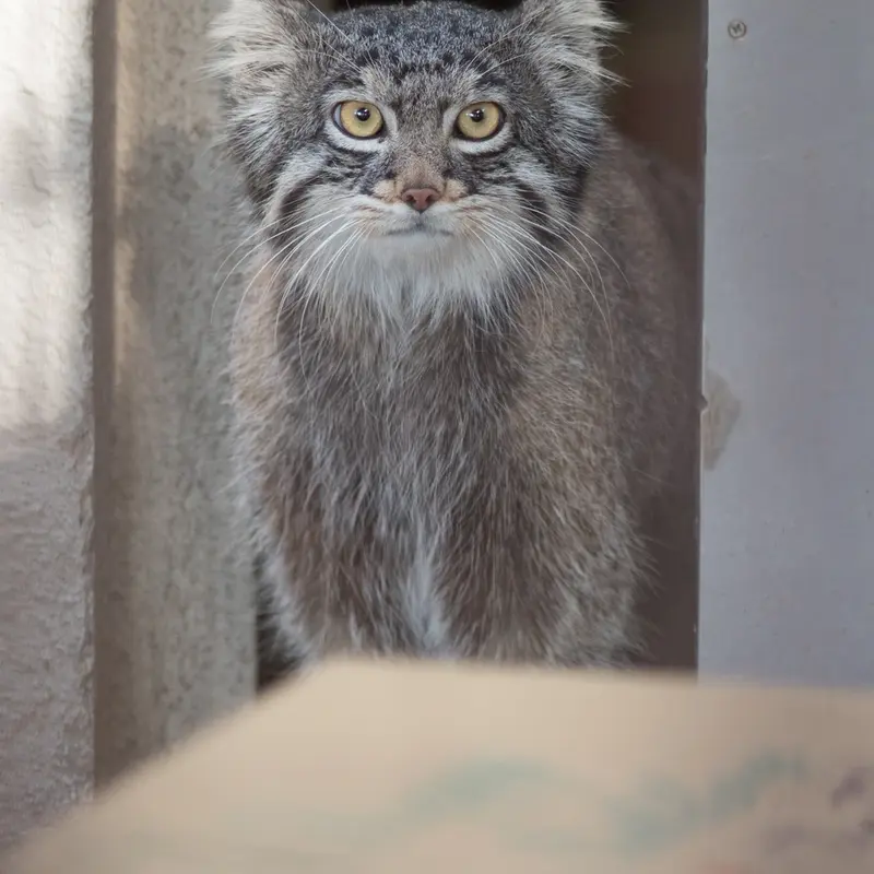 A photograph of Figa in Nogeyama Zoo