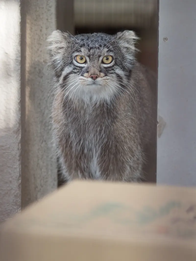 A photograph of Figa in Nogeyama Zoo