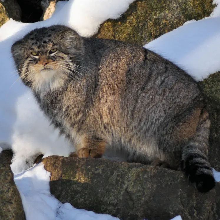 A photograph of Bruce in Görlitz Zoo