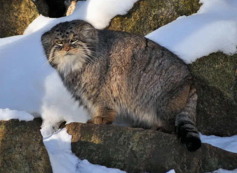 A photograph of Bruce in Görlitz Zoo