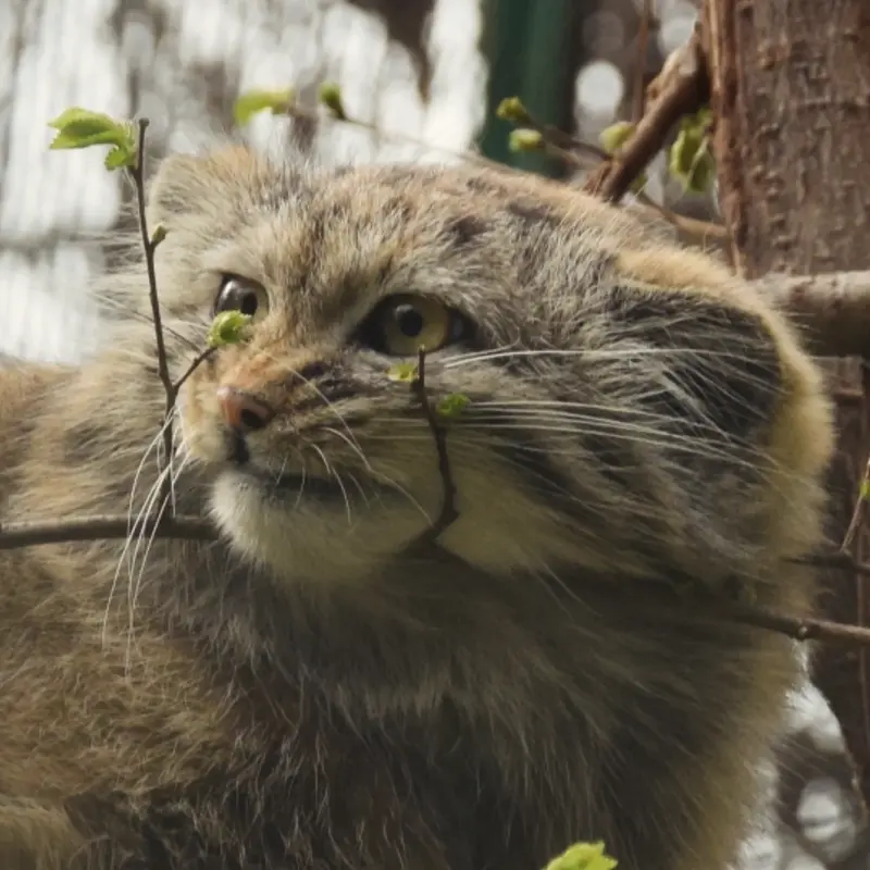 A photograph of Lucy in Budapest Zoo & Botanical Garden