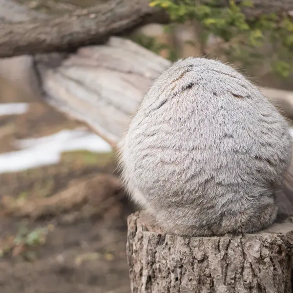 A photograph of Nagomu in Nasu Animal Kingdom