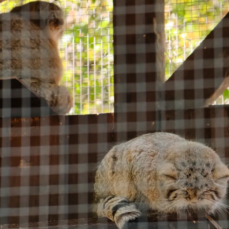 A photograph of Kitten of Alani b.2026 Ⅰ and Kitten of Alani b.2026 Ⅱ in Košice Zoo