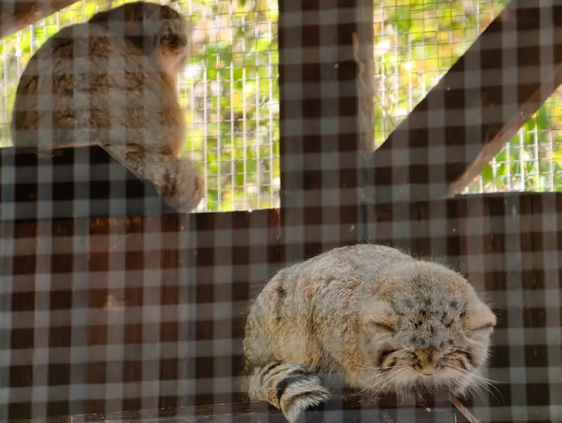 A photograph of Kitten of Alani b.2026 Ⅰ and Kitten of Alani b.2026 Ⅱ in Košice Zoo
