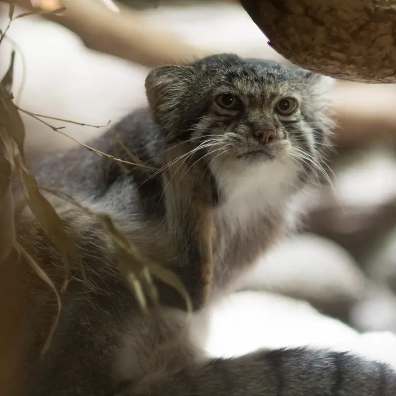 A photograph of Klyon in Ueno Zoological Gardens