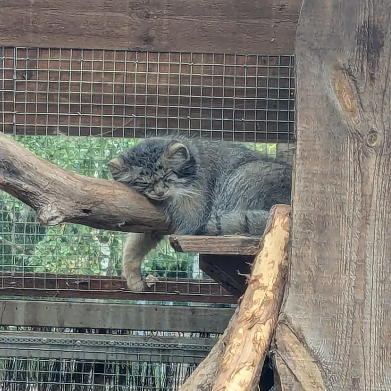 A photograph of Altani in Tallinn Zoo
