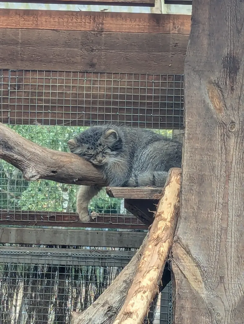 A photograph of Altani in Tallinn Zoo
