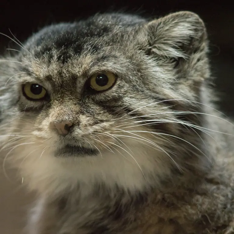 A photograph of Primula in Ueno Zoological Gardens