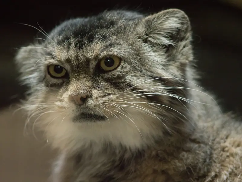 A photograph of Primula in Ueno Zoological Gardens