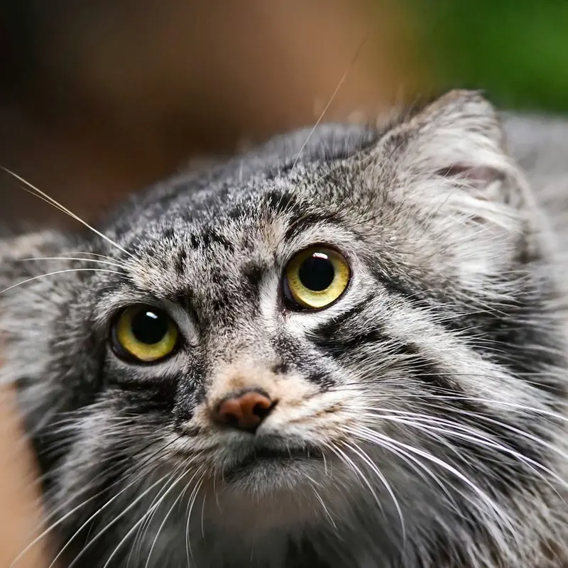 A photograph of Pabu in Lake Superior Zoo