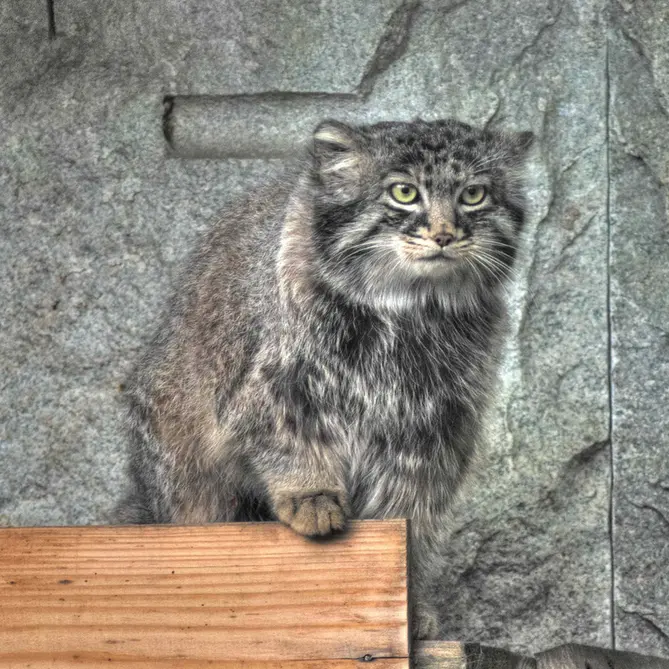 A photograph of Darlay in Moscow zoo