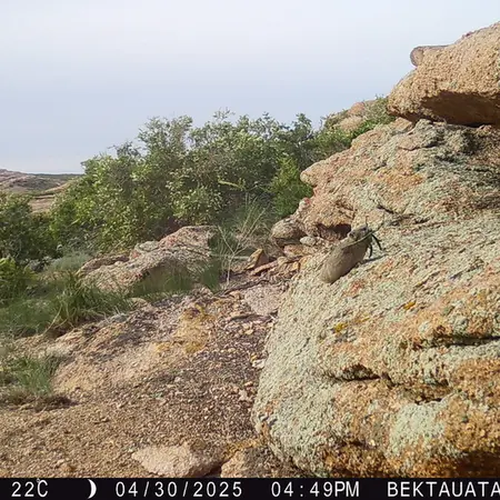 A photograph of Kazakh pika from Bektauata 2 camera trap