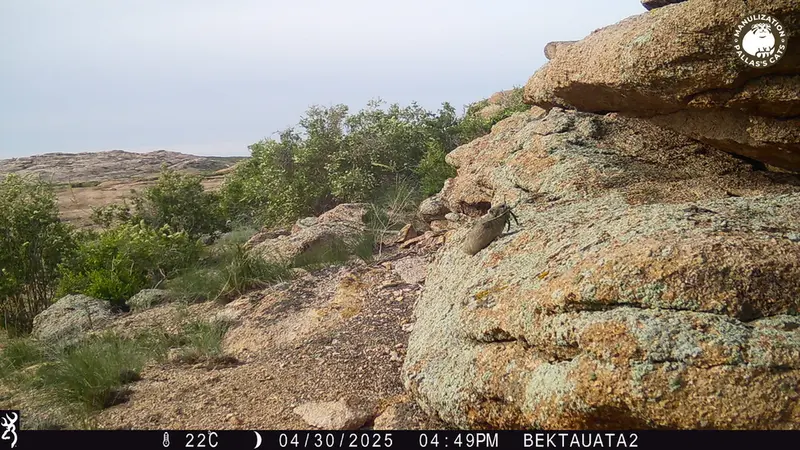 A photograph of Kazakh pika from Bektauata 2 camera trap