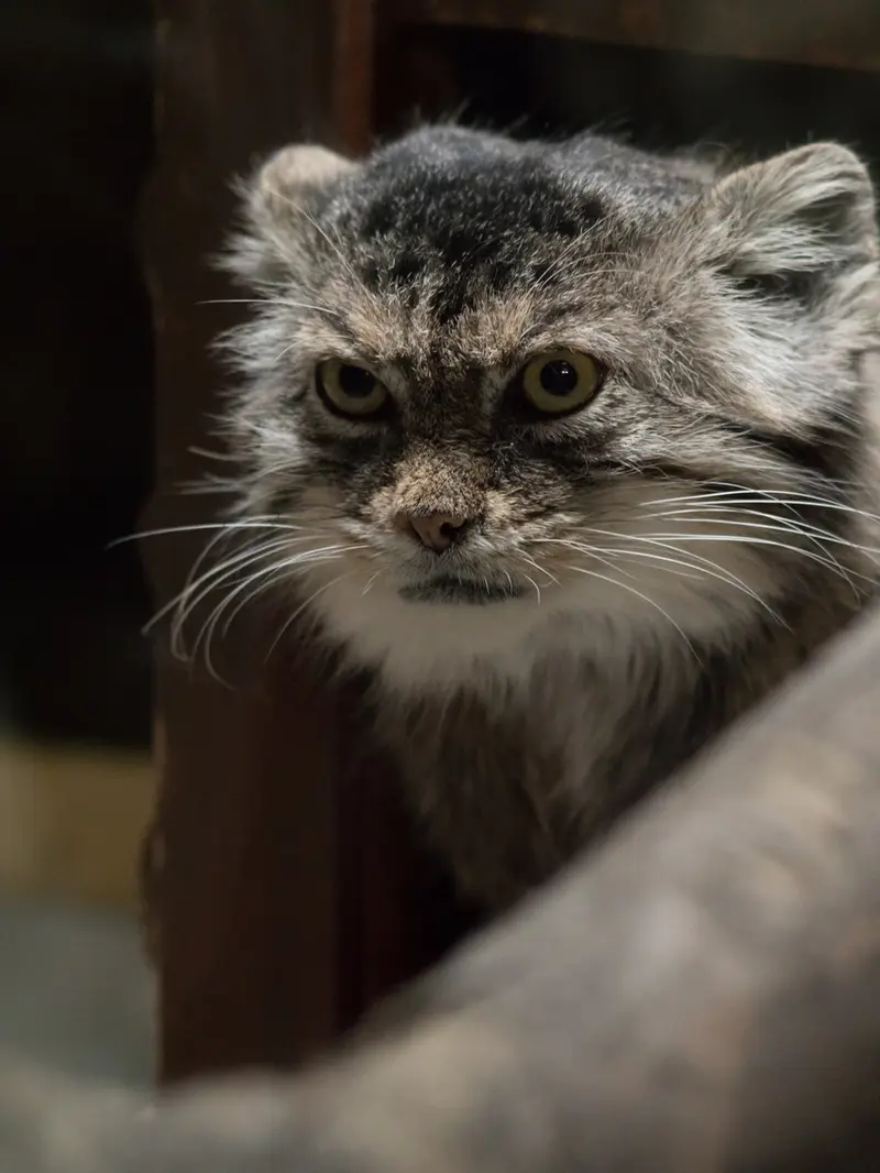 A photograph of Primula in Ueno Zoological Gardens