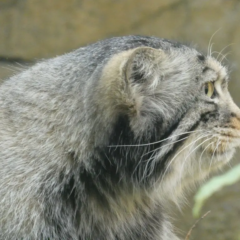 A photograph of Nagomu in Nasu Animal Kingdom