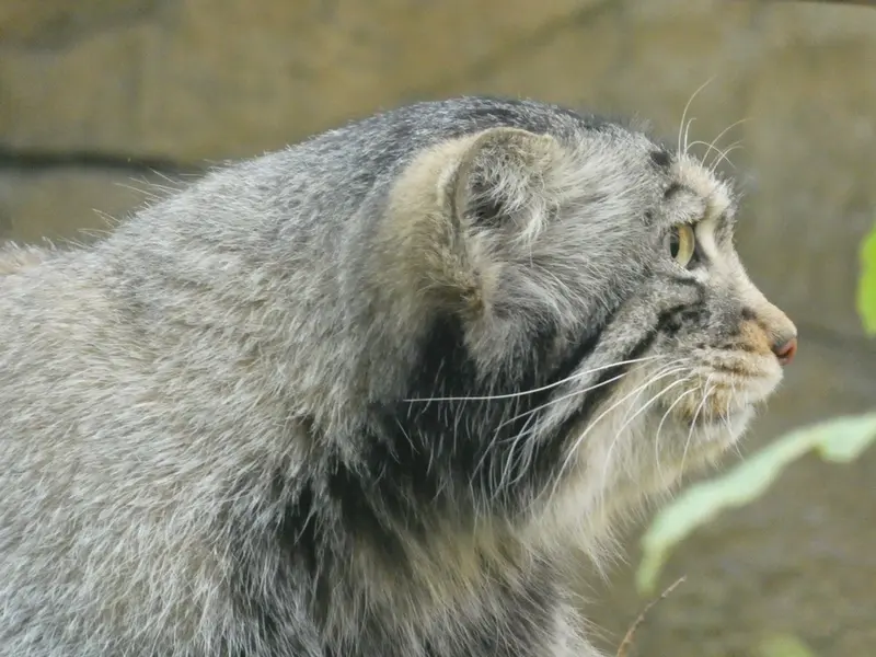 A photograph of Nagomu in Nasu Animal Kingdom