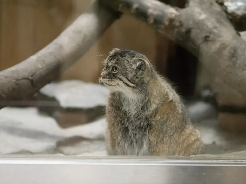 A photograph of Primula in Ueno Zoological Gardens