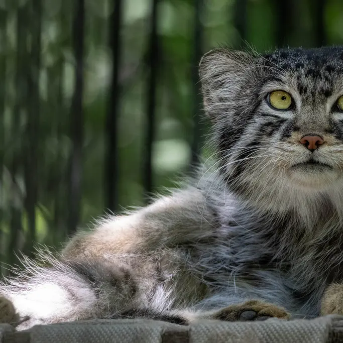 A photograph of Sylvester in Novosibirsk Zoo