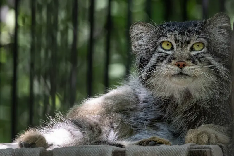 A photograph of Sylvester in Novosibirsk Zoo