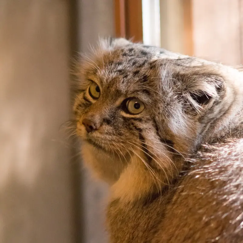 A photograph of Lotos in Saitama Children's Zoo