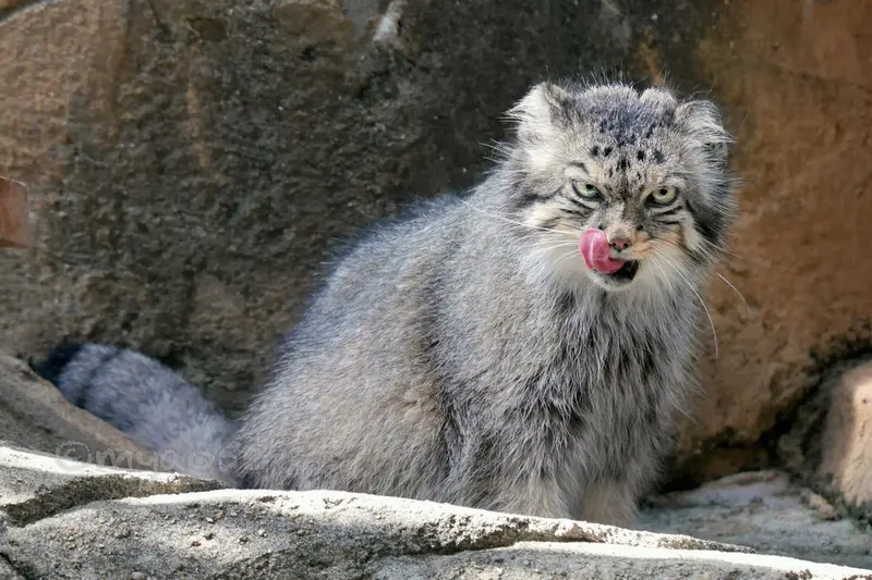 A photograph of a Pallas's cat