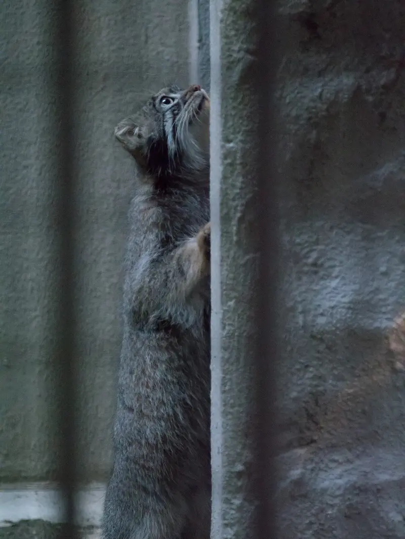 A photograph of Figa in Nogeyama Zoo