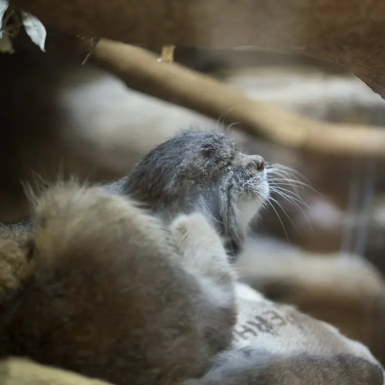 A photograph of Klyon in Ueno Zoological Gardens