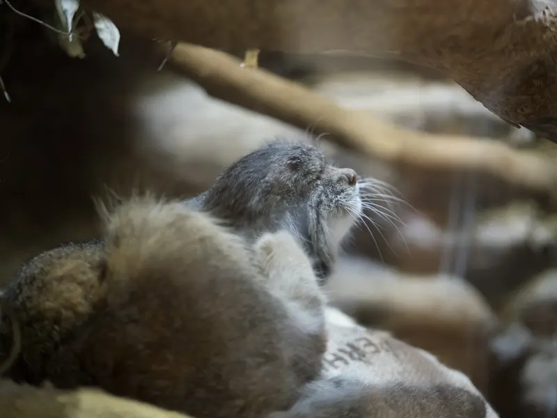 A photograph of Klyon in Ueno Zoological Gardens