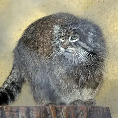 A photograph of Unnamed manul #587 in Opole Zoo