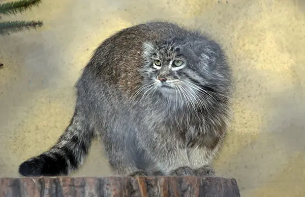 A photograph of Unnamed manul #587 in Opole Zoo