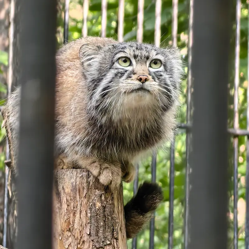 A photograph of Son of Eve 2023 Ⅳ in Novosibirsk Zoo
