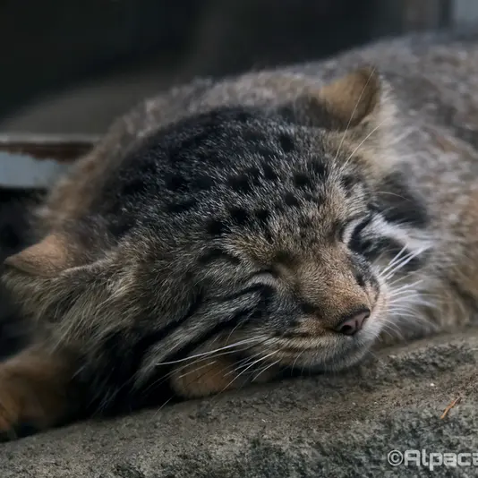 A photograph of Nagomu in Kobe Animal Kingdom