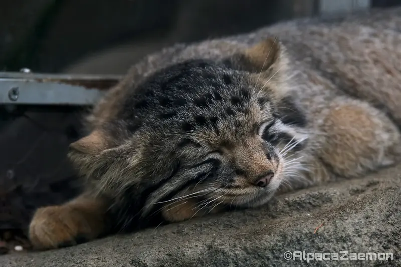 A photograph of Nagomu in Kobe Animal Kingdom