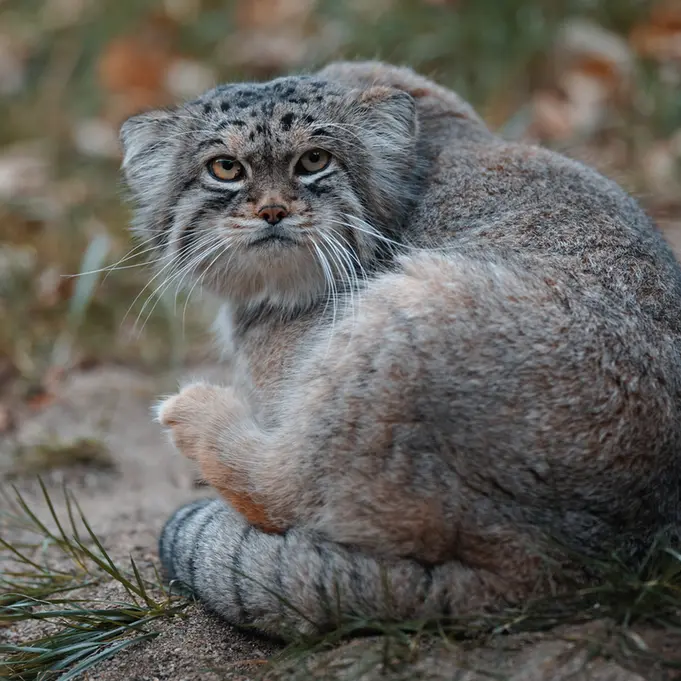 A photograph of Lev in Nasu Animal Kingdom