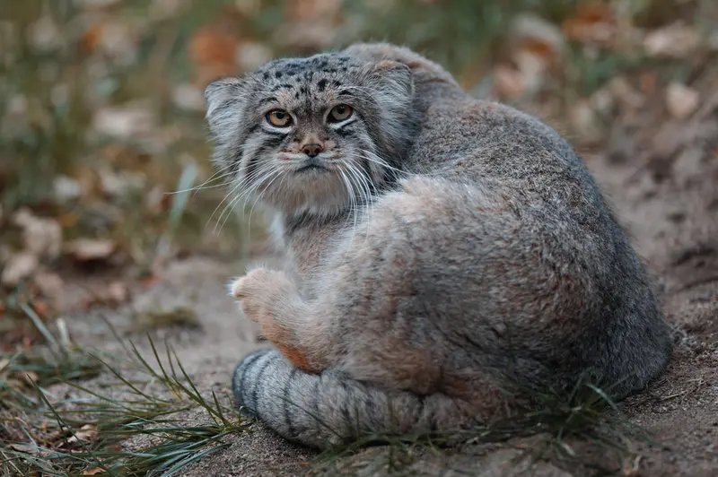 A photograph of Lev in Nasu Animal Kingdom