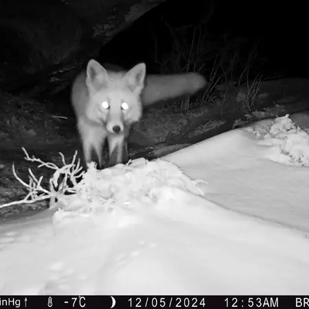 A photograph of Red fox from Shubaraigyr camera trap