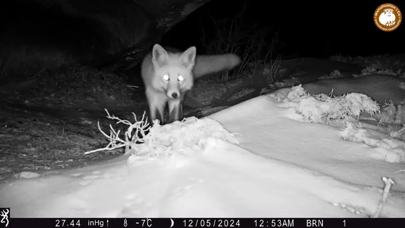 A photograph of Red fox from Shubaraigyr camera trap